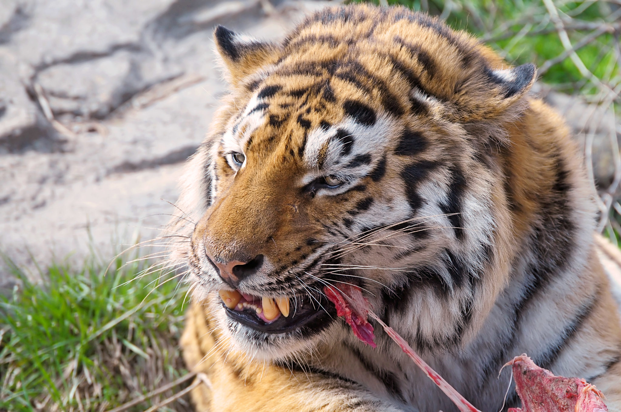 Can you eat tiger meat?
