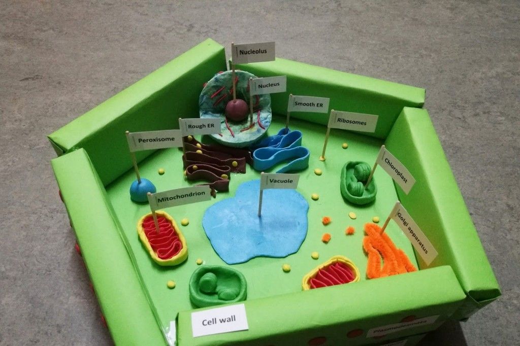 how-do-you-make-a-3d-plant-cell-model