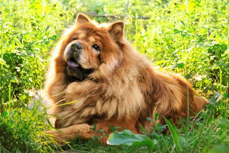 Why are chow chows banned? - Foodly