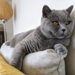 Are British shorthair cats friendly?