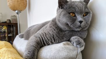 Are British shorthair cats friendly?
