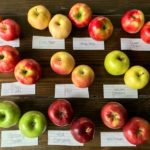 Are Honeycrisp apples good for pie?