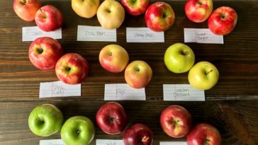 Are Honeycrisp apples good for pie?