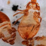 Are M&M shells made of bugs?