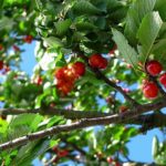 Are Sand cherry poisonous to dogs?