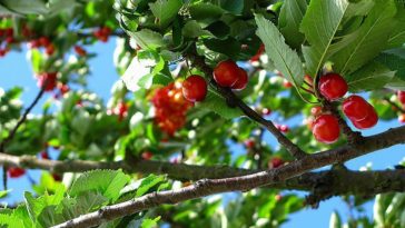 Are Sand cherry poisonous to dogs?