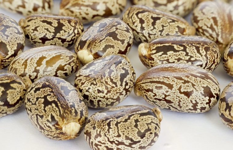 Are Unsoaked beans poisonous?