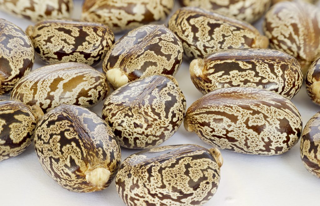 Are Unsoaked beans poisonous?