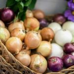 Are alliums healthy?