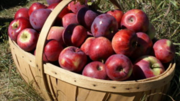 Are apples ready to pick in Virginia?