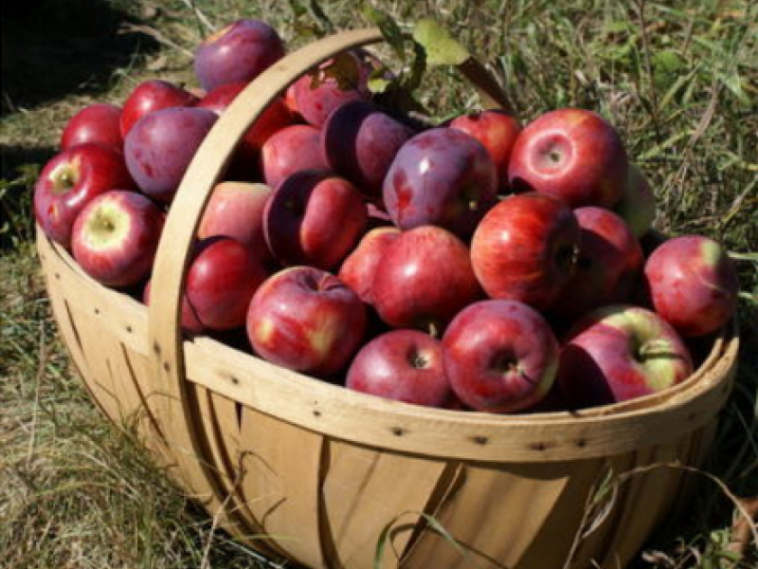 Are apples ready to pick in Virginia?