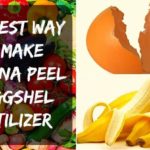 Are banana peels good for tomato plants?