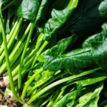 Are banana stems poisonous?