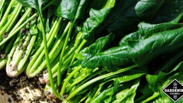 Are banana stems poisonous?