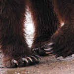 Are bear claws illegal?
