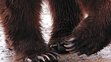 Are bear claws illegal?