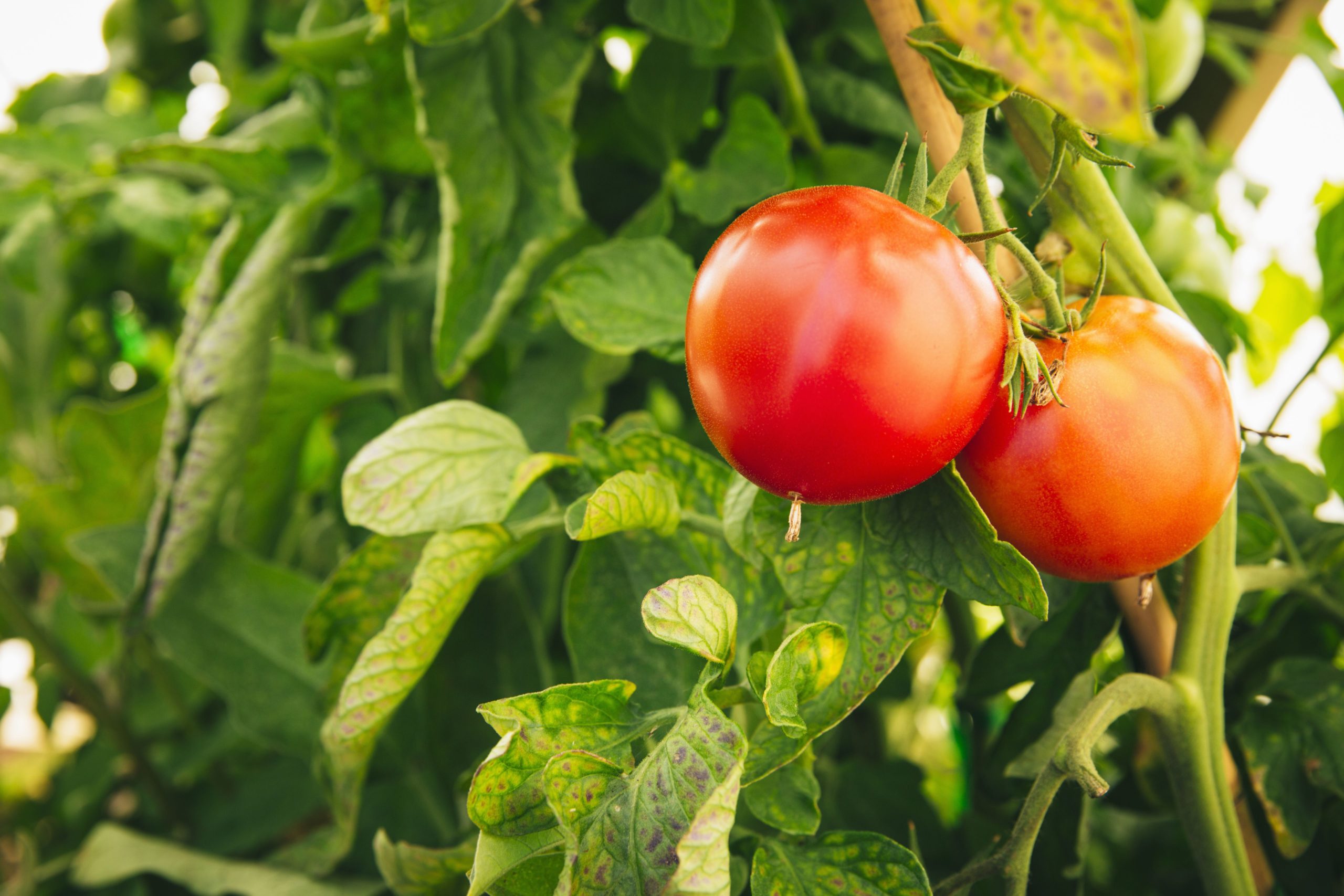 Are beefsteak tomatoes determinate or indeterminate?