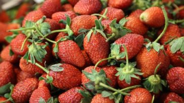 Are berries good for weight loss?