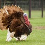 Are bigger turkeys better?