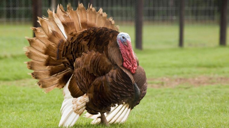 Are bigger turkeys better?