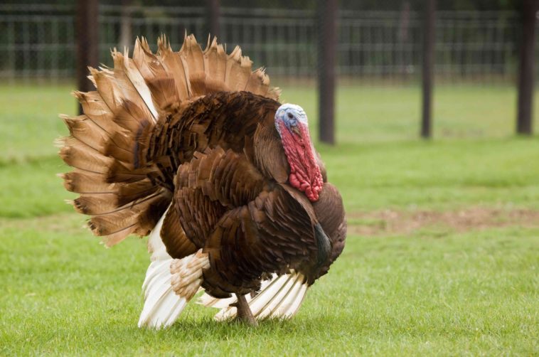 Are bigger turkeys better?