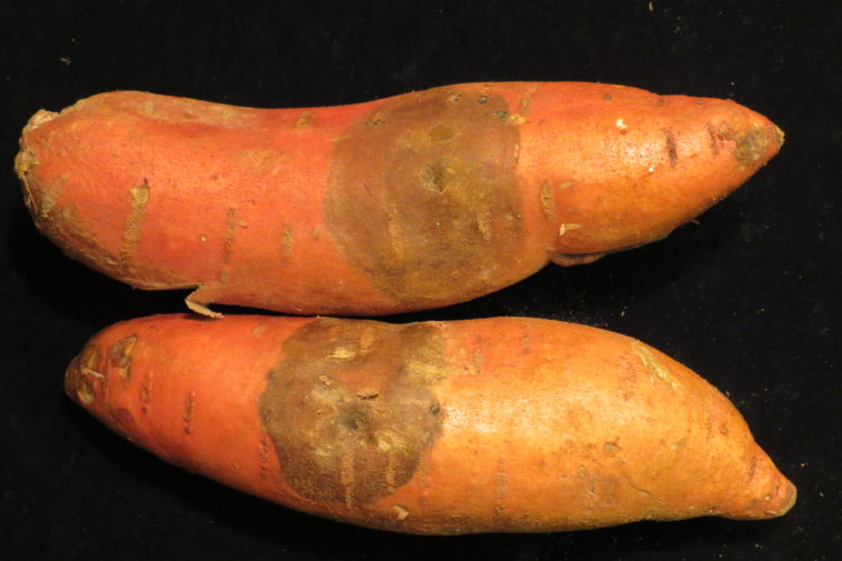 Are black spots on sweet potatoes mold?