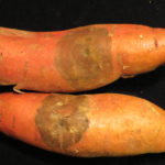 Are black spots on sweet potatoes mold?