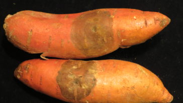 Are black spots on sweet potatoes mold?