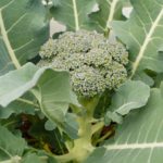 Are broccoli leaves poisonous?