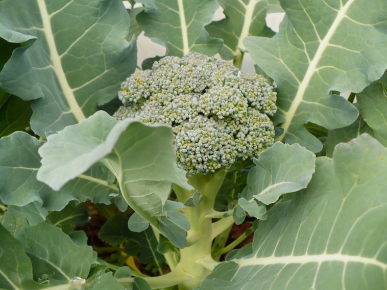 Are broccoli leaves poisonous?