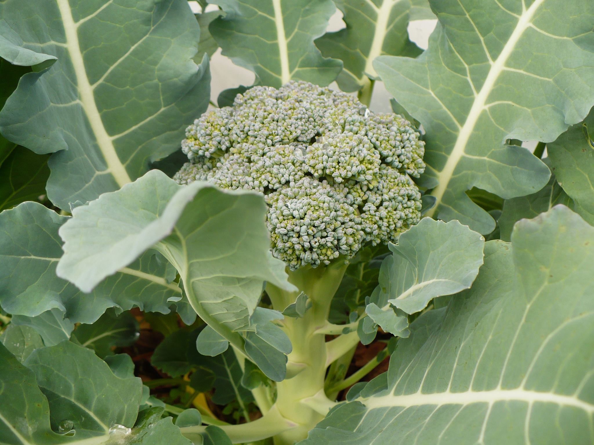 Are broccoli leaves poisonous? - Foodly