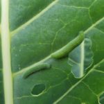Are cabbage worms harmful to humans?