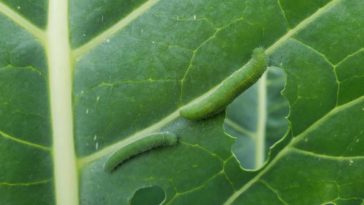 Are cabbage worms harmful to humans?