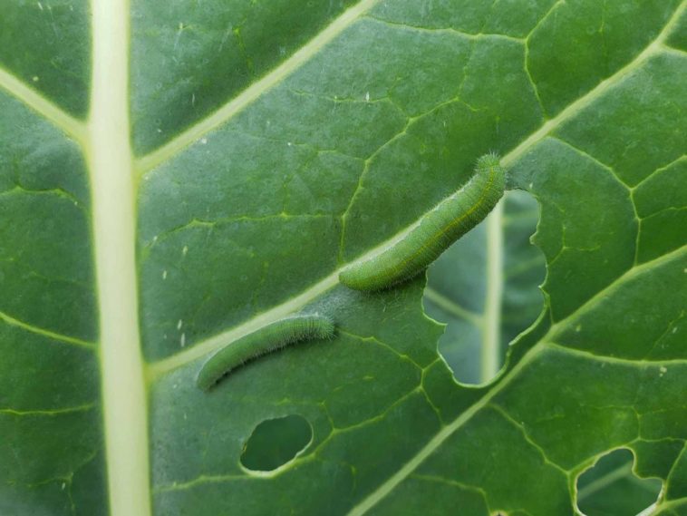 Are cabbage worms harmful to humans?