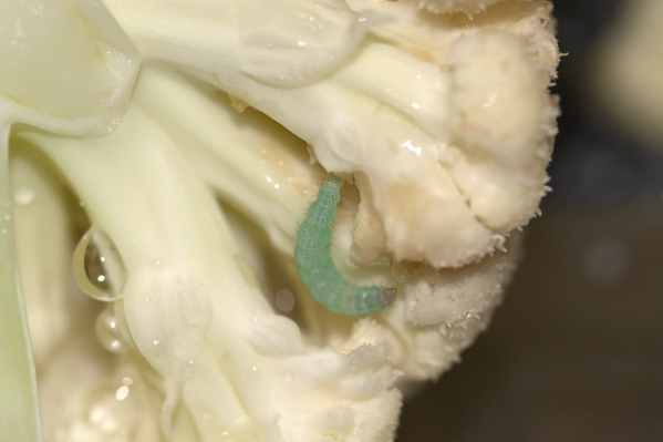 Are cauliflower worms harmful?