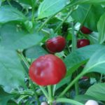 Are cherry peppers hard to grow?