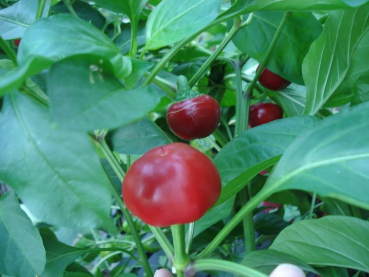 Are cherry peppers hard to grow?