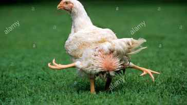 Are chicken legs genetic?