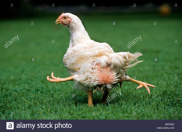 Are chicken legs genetic?