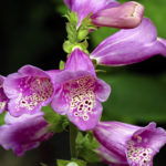 Are chive flowers poisonous?