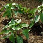 Are coffee grounds good for pepper plants?