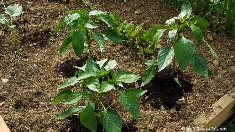 Are coffee grounds good for pepper plants?