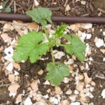 Are eggshells good for tomato plants?