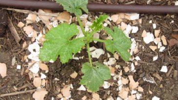 Are eggshells good for tomato plants?