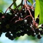 Are elderberries poisonous?
