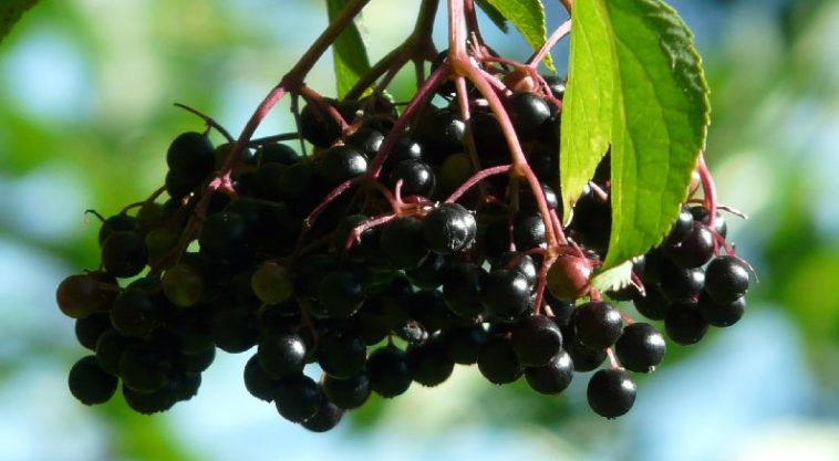 Are elderberries poisonous?
