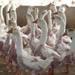 Are geese alive when plucked for down?
