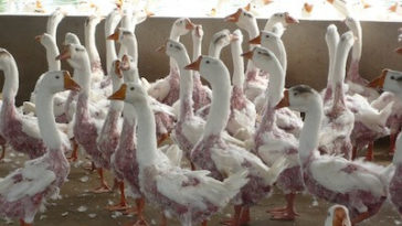 Are geese alive when plucked for down?