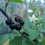 Are green blueberries poisonous?