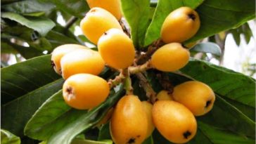 Are loquats expensive?